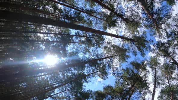 Vertical Video of a Forest with Pine Trees on a Summer Day