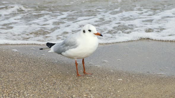 Seagull Stands on the Shore