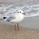 Seagull Stands on the Shore - VideoHive Item for Sale