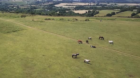 Slow aerial flyover of grazing ponies in Dartmoor National Park, England.