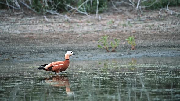 Ruddy Shelduck Slow Motion Take Off