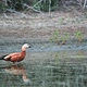 Ruddy Shelduck Slow Motion Take Off - VideoHive Item for Sale
