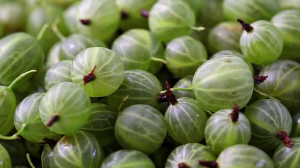 Green gooseberry, close-up.