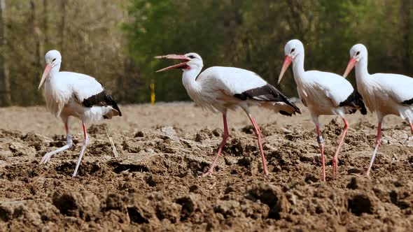 Group of wild storks eating worms outdoor on natural field during sunny day