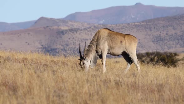 Eland Antelope Feeding In Grassland