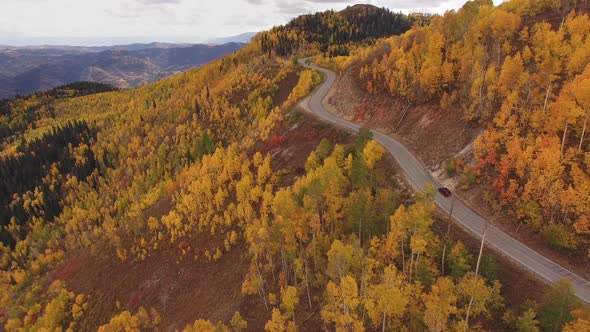 Aerial view above yellow aspen trees