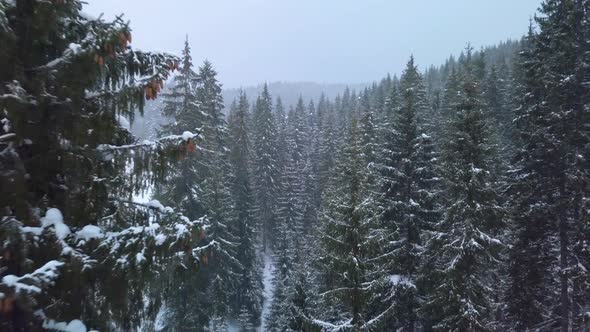 Flying Through the Winter Forest