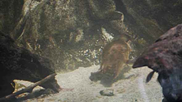 platypus feeding on a riverbed