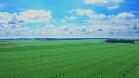 Flying Over The Field