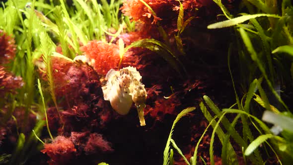 Cute Seahorse swimming in clear water between water plants during sunny day,close up