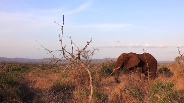 Elephant with misshaped tusk eats thorny bushes on Thanda savanna