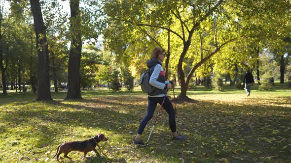 Elderly Woman Walks Through Park on Scandinavian Sticks and Pet Dog Dachshund