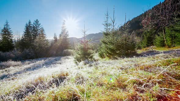 Beautiful Dry Grass Covered with Snow in the Hoarfrost Fluttering in a Light Breeze Against a Blue