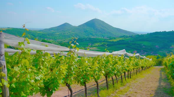 緑のイタリアの丘のブドウ園 / Videohive, Stock footage, Nature