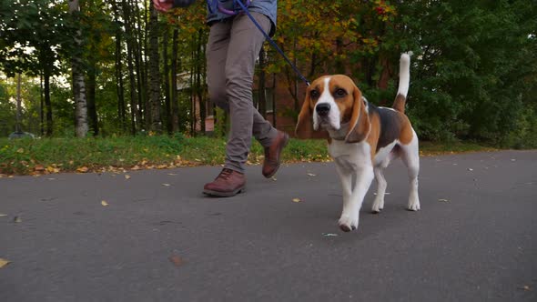 Handsome dog with drop ears and pensive eyes walk with owner man