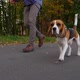 Handsome dog with drop ears and pensive eyes walk with owner man - VideoHive Item for Sale