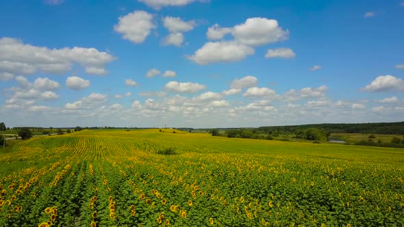 Sunflower Field And Cloudy Blue Sky