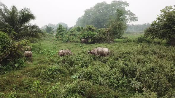 Aerial fly toward water buffaloes walk at green bush at Penang