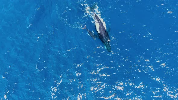 mother humpback whale and calf swimming side by side in hawaiian ocean