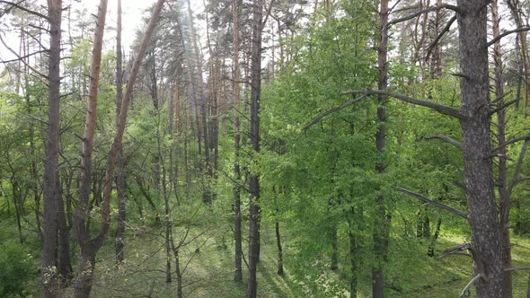 Summer Forest with Pine Trees Slow Motion