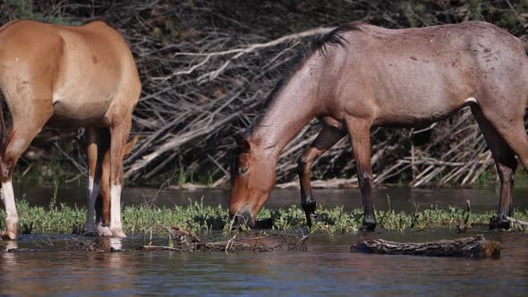 Wild horses foraging for food in a river in slow motion.