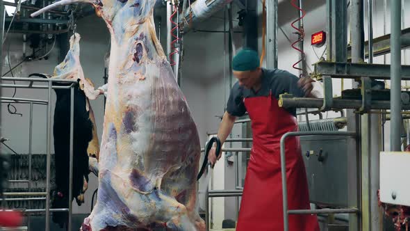 Factory Employee Is Washing a Massive Meat Carcass. Meat Processing Factory, Food Production