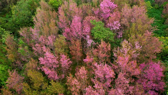 Wild Himalayan Cherry Blossom (Prunus cerasoides) bloom on the hill