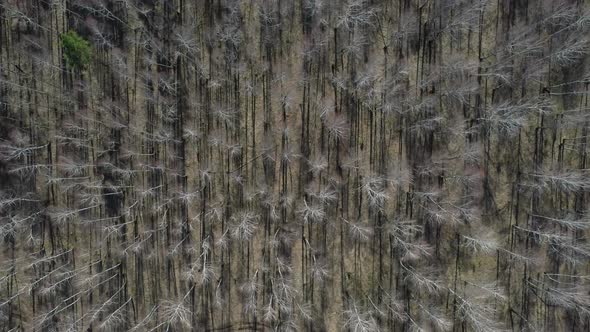 Birch grove aerial view