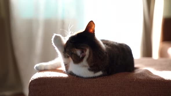 The Cat Washes While Lying on the Couch