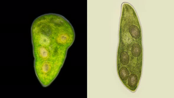 Flatworm Typhloplana Sp, Under a Microscope, the Typhloplanidae Family, Rhabditophora Class, Lives