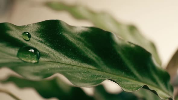 Water Drops Slides Off a Green Leaf During Th Rain