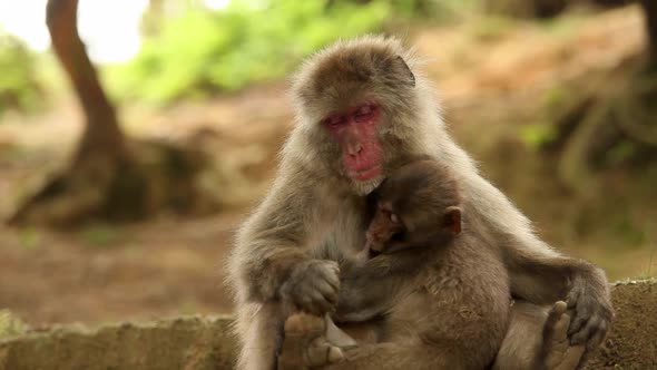 Japanese Macaque (Snow Monkey)