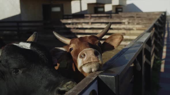 Cows on the Farm in the Paddock