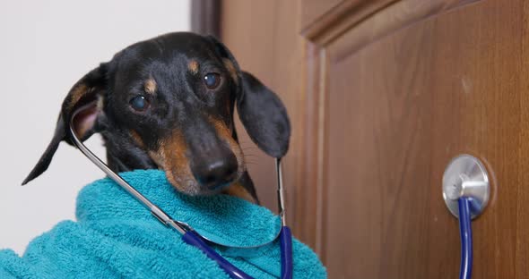 Funny Dachshund Dog in Blue Terry Dressing Gown and with Stethoscope in Its Ears