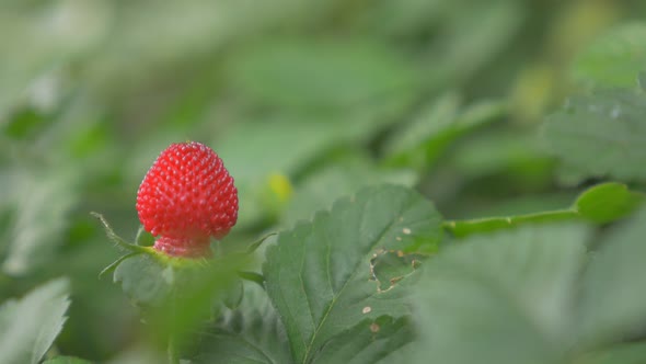 Decorative strawberry plant in the farden 4K 2160p UHD video - Decorative strawberry outdoor 4K 3840