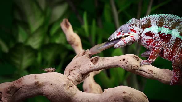 Chameleon Catching and Eating Slow Motion