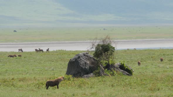 Hyeana walking and searching for prey in Ngorongoro crater Tanzania