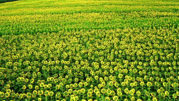 Sunflower yellow and green field in summer, aerial view