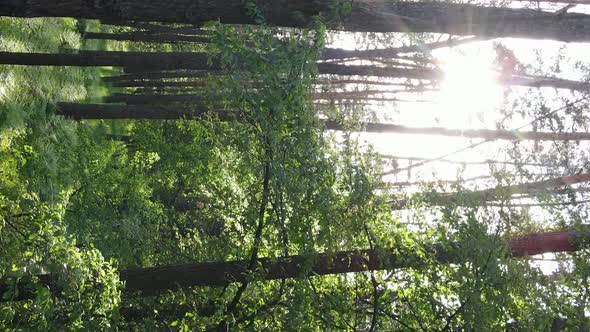Vertical Video of a Forest with Pine Trees