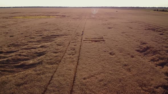 Aerial footage of lonely girl walking in the field of ripe rye