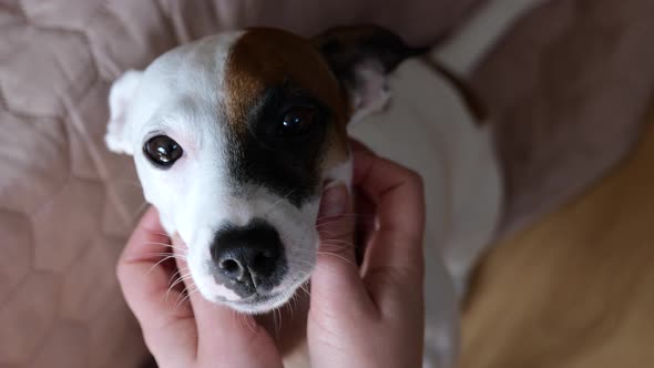 Female Hands Petting Cute Jack Russell Terrier Dog at Home