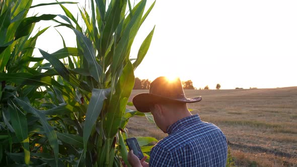 Farmer Inspects Corn Seeds Agriculture