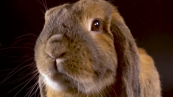 Cute Decorative Bunny Breed Sheep Raises Its Nose. Pygmy Ginger Rabbit on a Black Background