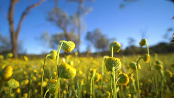 Yellow native wildflower buds sway gently before cloudless blus sky, Western Australia