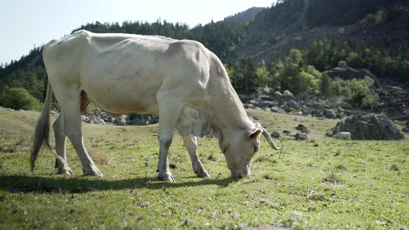 Close Up View of a White Cow Grazing on the Grasslands Located in the Pyrenees in France on a Bright