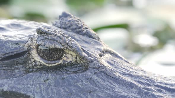 Extreme close up shot capturing the details of the eye and texture of the skin of a wild yacare caim