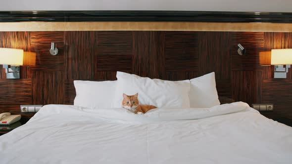 Red cat in the hotel bedroom