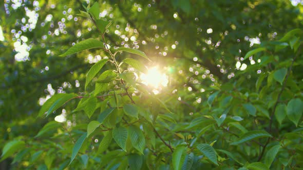 Sun Rays In Forest