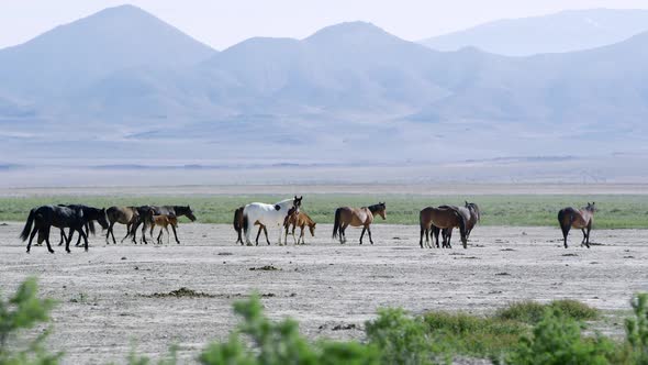 Wild horse heard walking across the vast desert landscape