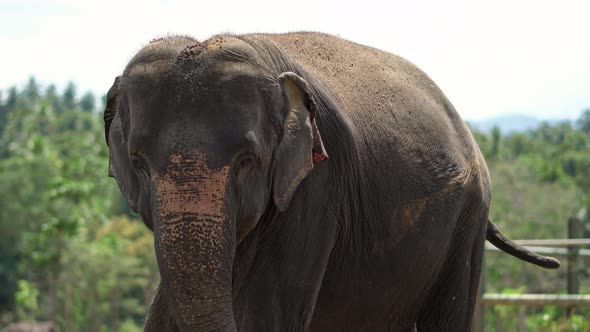 Video Recording of Asian Elephant in Yala National Park